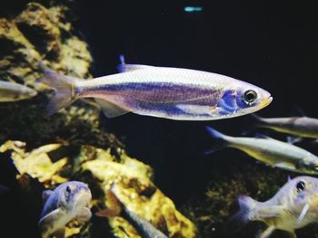Close-up of fish in aquarium
