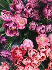 High angle view of pink flowering plant