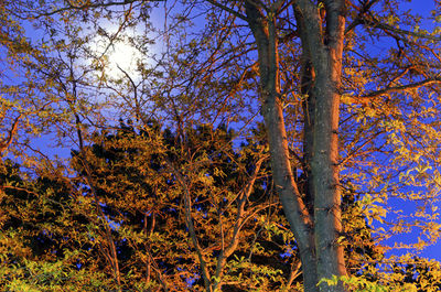 Low angle view of flowering trees in forest during autumn