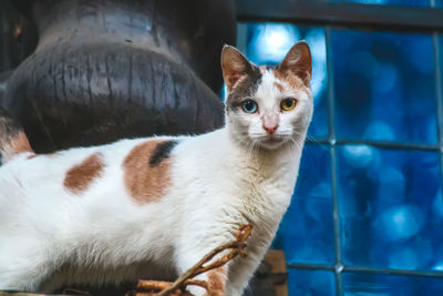 Close-up portrait of cat