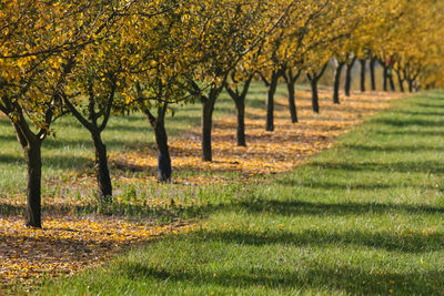 Trees on field during autumn