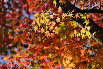 Close-up of maple leaves on tree