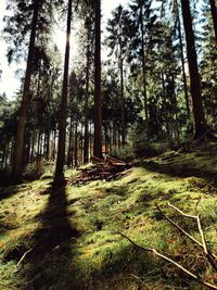 Trees growing in forest