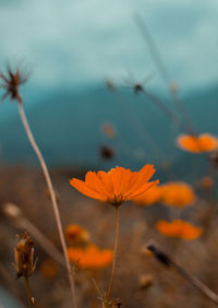 Close-up of orange flowering plant