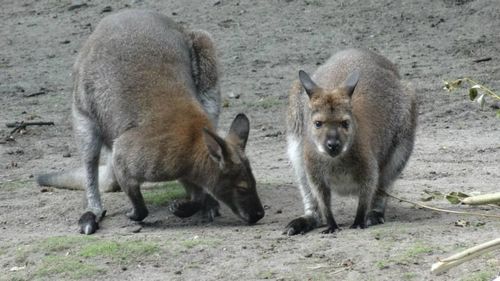 Dog standing on field