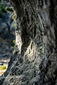 Close-up of dead tree trunk