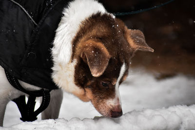 Close-up of dog on snow covered field