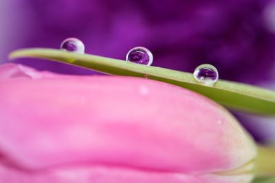 Close-up of water drops on purple flower