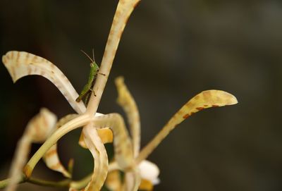 Close-up of insect on plant