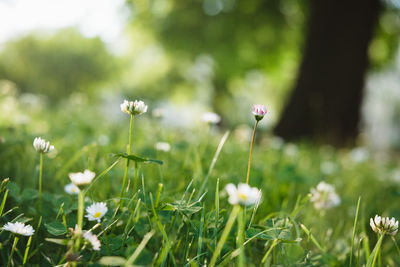 Close-up of small flowering plants on field