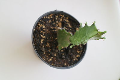 High angle view of plant against white background