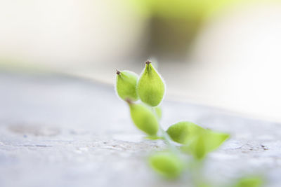 Close-up of small plant growing outdoors