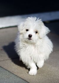 Portrait of white dog