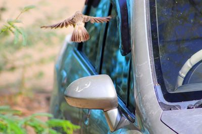 Close-up of sparrow flying by car