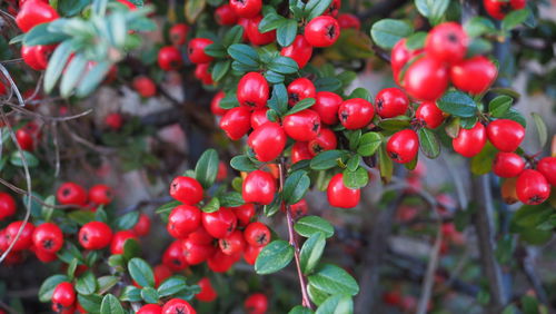 Red berries  - cotoneaster