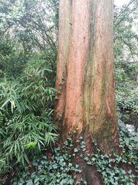 Full frame shot of tree