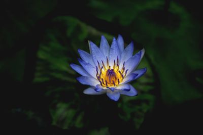 Close-up of purple flower