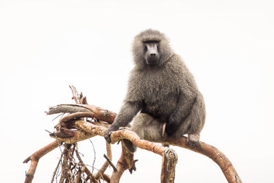 Low angle view of monkey on tree against sky