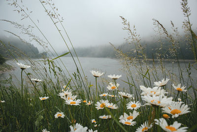 Close-up of flowering plants by lake against sky