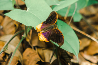 Butterfly on plant