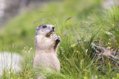 Close-up of an animal on grass