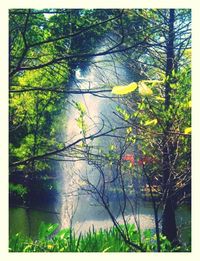 Trees growing in forest