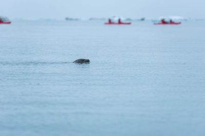 Common seal swimming in the freezing waters of jokulsarlon glacier lagoon between icebergs