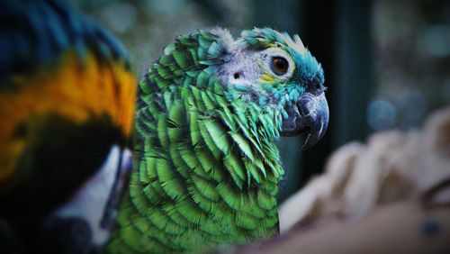 Close-up of peacock