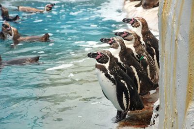 Penguins standing by water