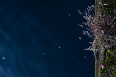 Low angle view of tree against sky at night