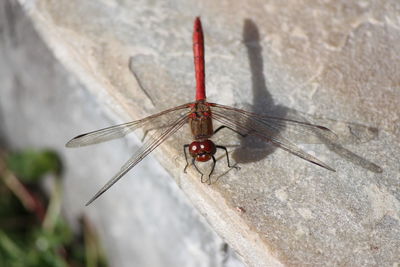 Close-up of insect