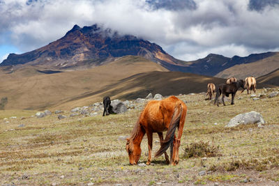 Wild horses in front of sincholagua volcano
