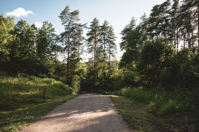 Road amidst trees against sky