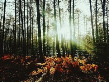 Sunlight streaming through trees in forest