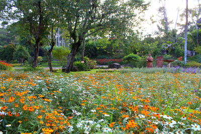 Yellow flowers growing on field