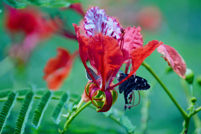 Close-up of insect on red flower