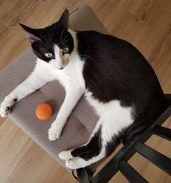 High angle view of cat sitting on wooden floor