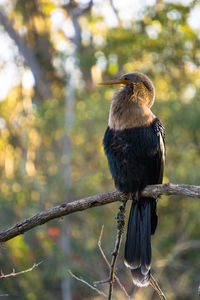 Bird perching on a branch