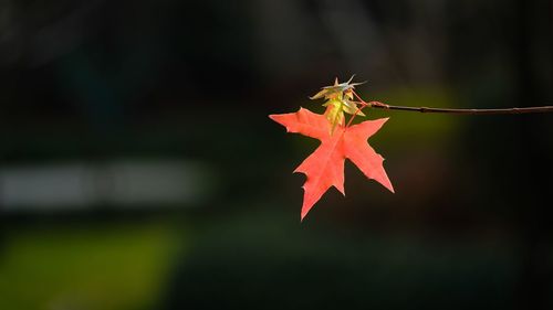 Close-up of maple leaves on plant