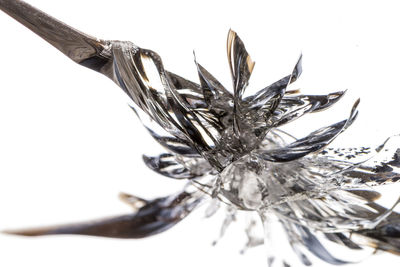 Close-up of spiked over white background