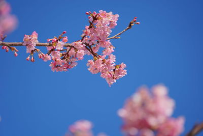 Low angle view of cherry blossoms against sky