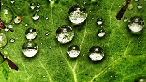 Full frame shot of wet leaves