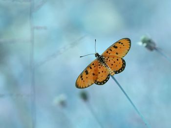 Close-up of butterfly perching on leaf