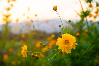 Close-up of yellow flowering plant on field