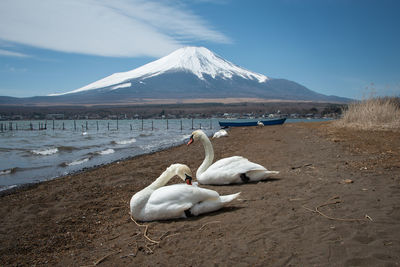 White ducks on snow covered land against sky