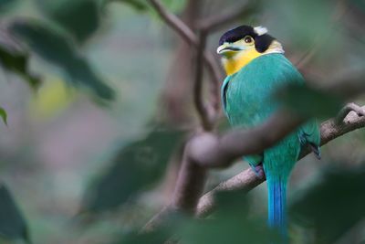 Close-up of bird perching on branch