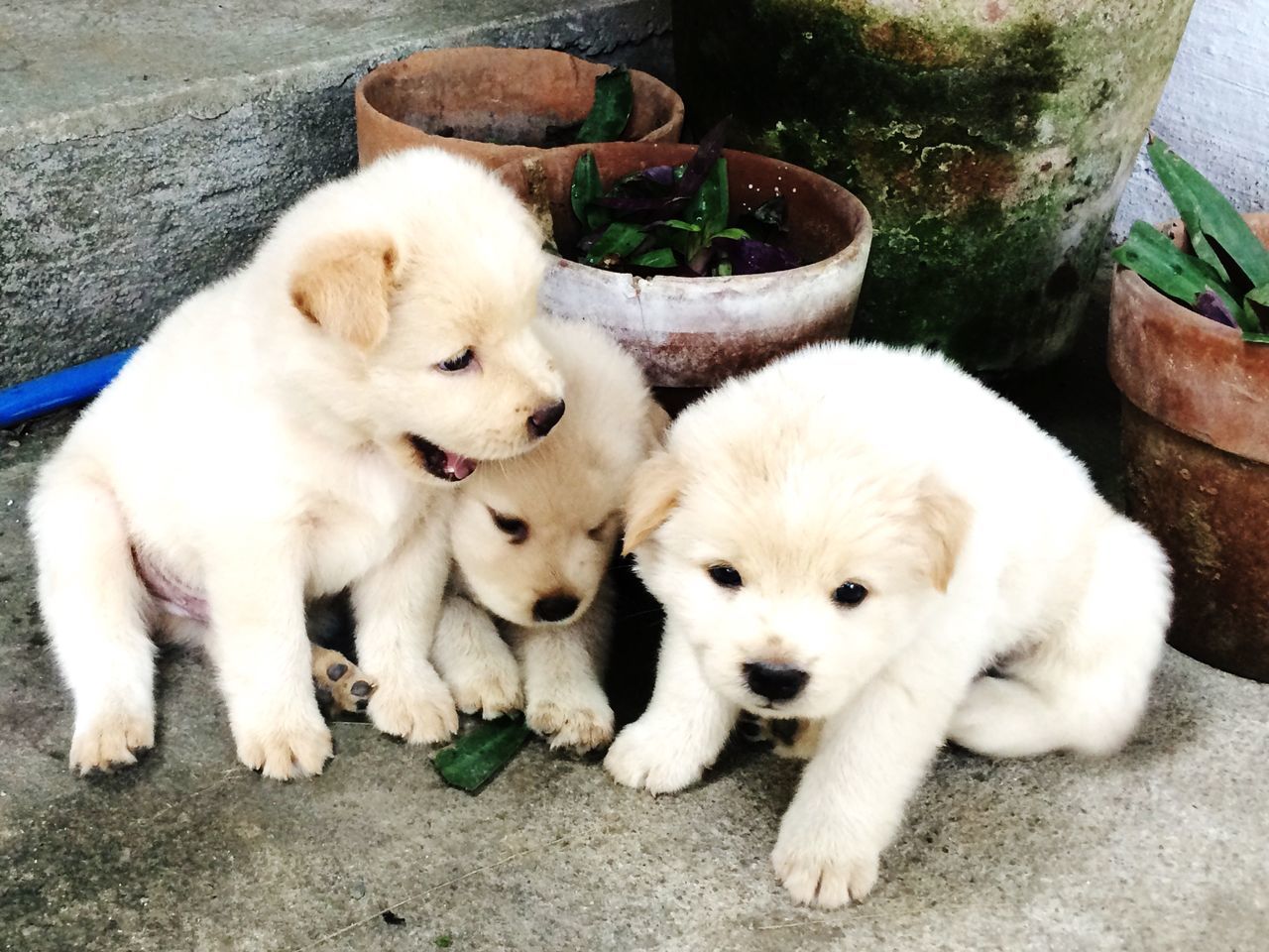 domestic animals, pets, animal themes, mammal, relaxation, high angle view, one animal, dog, two animals, cute, lying down, young animal, looking at camera, resting, togetherness, white color, portrait, puppy, cat, domestic cat