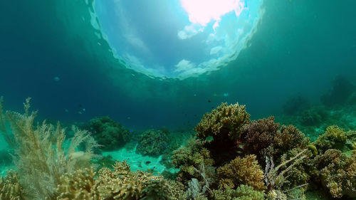 View of coral swimming in sea