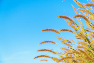 Low angle view of plants against blue sky