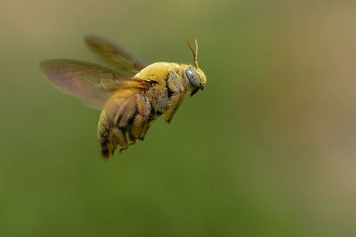 Close-up of insect flying over field